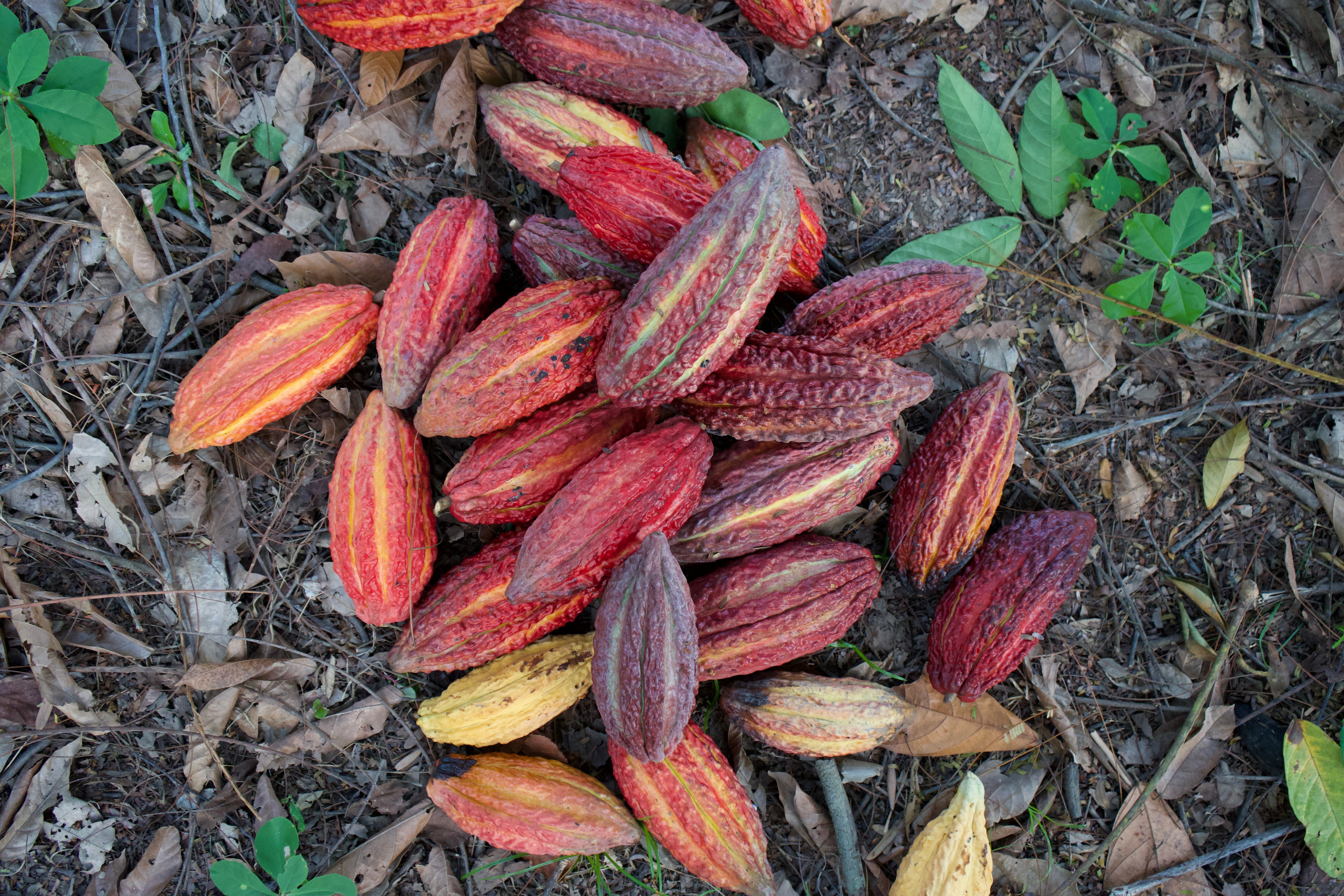 Freshly harvested red, orange and yellow cacao pods on the forest floor